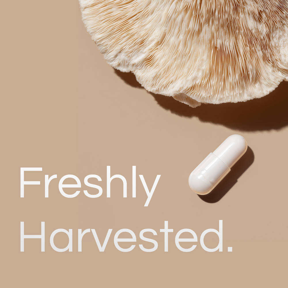 Pure Lions Mane Capsules